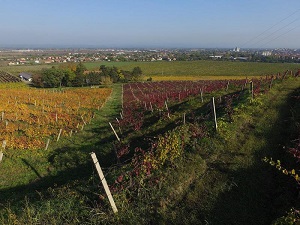 vinogradi_vinarije_piano